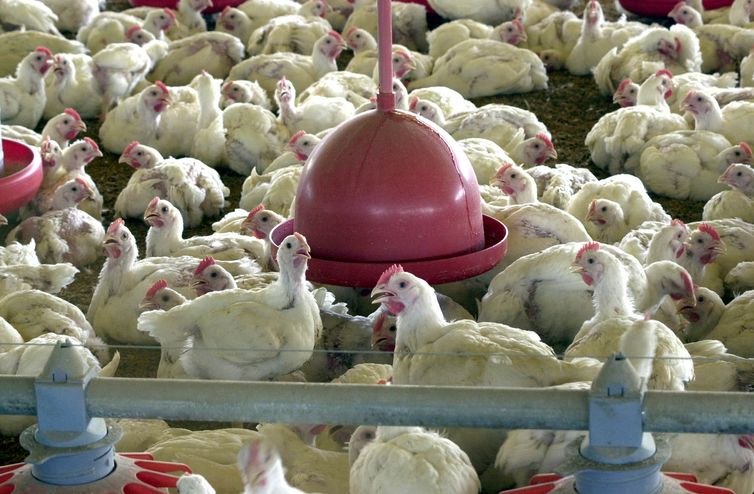 Albânia, Namíbia e Índia suspendem importação de frango do Brasil