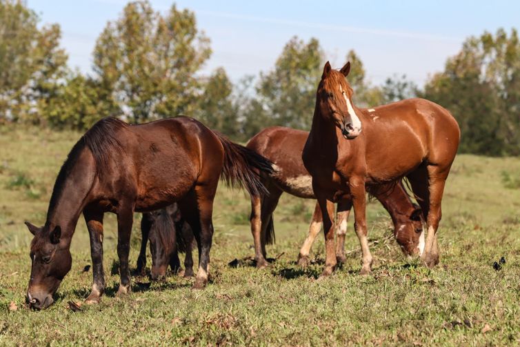 Ração contaminada mata 245 equinos em quatro estados