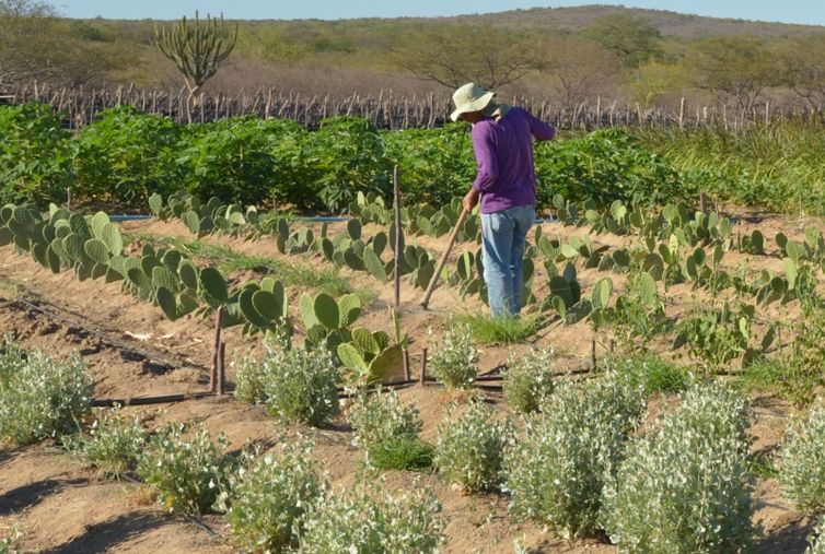 CMN simplifica crédito rural a populações tradicionais e extrativistas